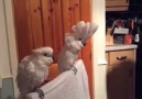 Sevimli dansıyla kakadu papağanı