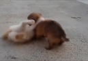 Sevimli kedi ile köpek yavrusunun arkadaşlığı