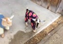 Sevimlilik Patlaması Yaşayan Pijamalı Bebek Keçiler <3