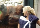 Sevimli orangutan bebeği görmeye çalışıyor..