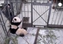 Sevimli Panda