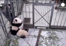 Sevimli Panda