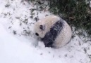 Sevimli Pandanın Kar Mutluluğu.. :))