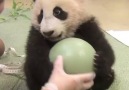 Sevimli panda yavrusu
