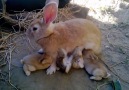Sevimli Tavşan Ve Yavruları