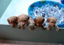 Sevimli Yavru Köpeklerin Pet Şişelerle Oyunu.. :))