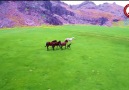 Seydişehir Küpe Çukurunun Özgür Atları Yılkılar