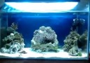 Sezer&Deniz nano reef tank June 2012