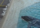 Shamu doesnt play