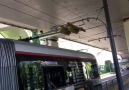 - Shanghai trolleybus Line 71 was raising its poles at...