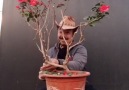 Shaping your plants becomes more attractive