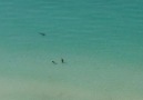 Shark Swims Close To Beach Goers