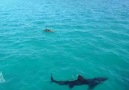 Shark vs Kayaker