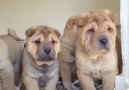 SHARPEI YAVRULARIMIZ YENİ YUVALARINA GİTMEYE HAZIRLAR