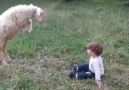 Sheep Dancing with Girl