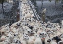 Sheep herd crossing the bridge - Sheep Farm