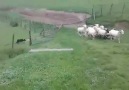 Sheep herder