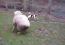 Sheep Playing With Dog!