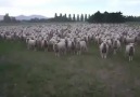 Sheeps funny reaction