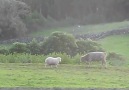 Sheep teaches young bull how to play