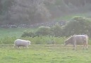 Sheep teaches young calf to play head-butt