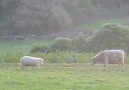 Sheep teaches young calf to play head-butt