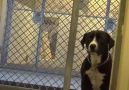 Shelter dog jumps for joy as hes finally adopted Credit JukinVideo