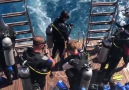 She wanted to help her buddy and fell in... - White Whale Divers