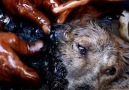 She was melted into the tar when they rescued her Credit Animal Aid Unlimited