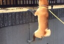 Shiba inu meets its friend in new year