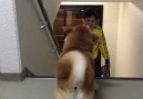 Shiba Inu waiting for dad