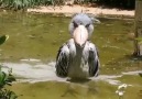 Shoebill Stork