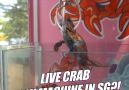 SHOUT - LIVE CRAB CLAW MACHINE IN SG! Facebook