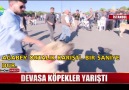 Show Ana Haber - ANADOLU ÇOBAN KÖPEKLERİ İSTANBUL&BULUŞTU Facebook