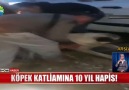 Show Ana Haber - KÖPEK KATLİAMINA 10 YIL HAPİS! Facebook