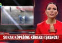 Show Ana Haber - SOKAK KÖPEĞİNE KÜREKLİ İŞKENCE! Facebook