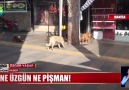 Show Ana Haber - SOKAK KÖPEĞİNİ DÖVDÜ Facebook