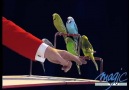 SHOW FOR PARROTS