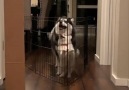 Show off.By pomskysisters IG