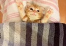 Show this adorable kitty to someone to make their day