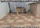 Siberian Husky Dad Playing With His Puppies