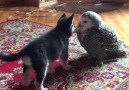 Sibirya kurduyla baykuşun dostluğu