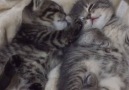 Sibling nibbling(courtesy fosterkittens)