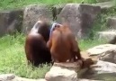 Sıcaktan Bunalan Orangutan Bakın Nasıl Serinlemeye Çalıştı!