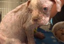 Sick Puppy Rescued From Breeder Starts To Play Again