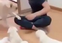 Şiddete Karşı Çıkan Köpek....