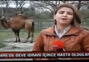 Şifadır diye deve idrarı içen hacılar hastanelik oldu! İbretlik Haber -