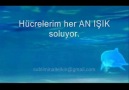 Şifa OLumlama Videosu