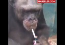 Sigara tiryakisi goril