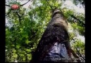 SIĞLA AĞACI (endemik bir tür) Trt belgesel Türkiyenin tek taşları